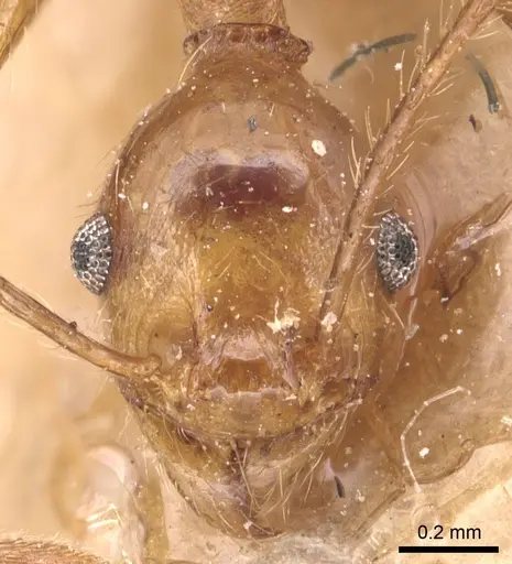 Pheidole fiorii - CASENT0904349