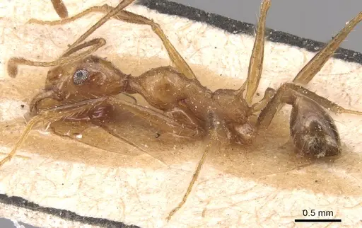 Pheidole fiorii - CASENT0904349