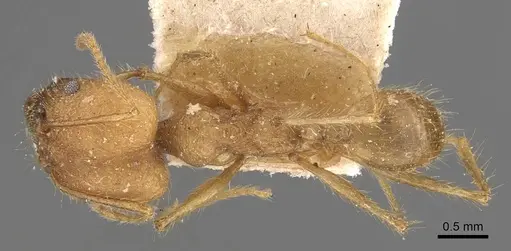 Pheidole fiorii - CASENT0908095
