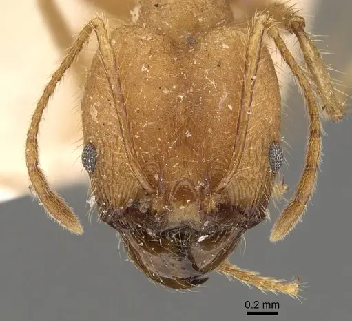 Pheidole fiorii - CASENT0908095