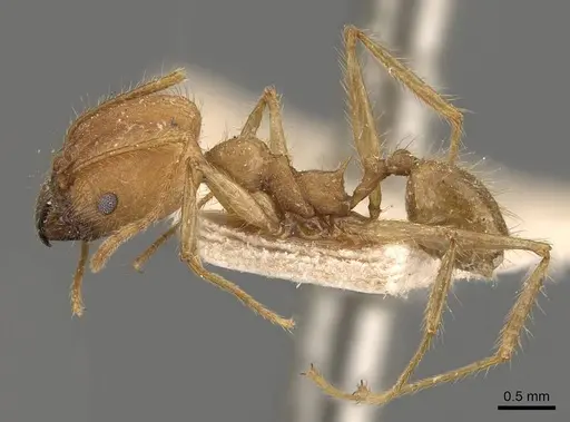 Pheidole fiorii - CASENT0908095