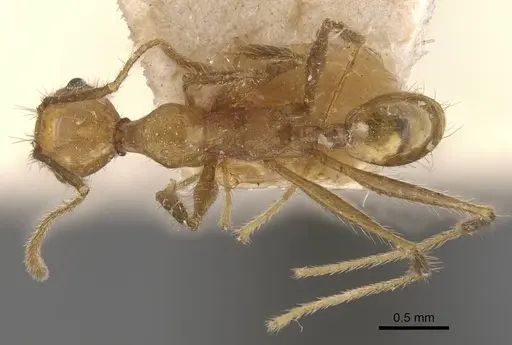 Pheidole fiorii - CASENT0908096