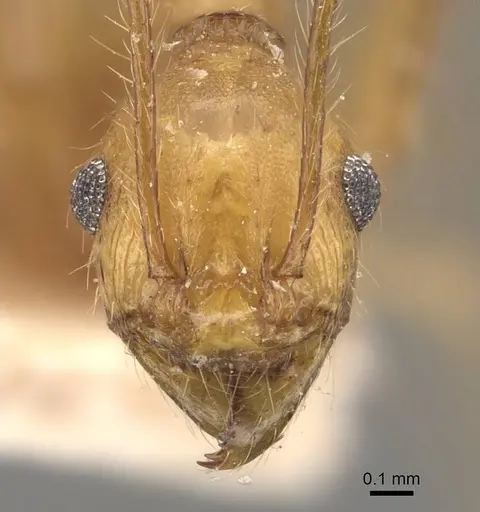 Pheidole fiorii - CASENT0908096