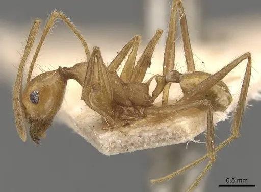 Pheidole fiorii - CASENT0908096