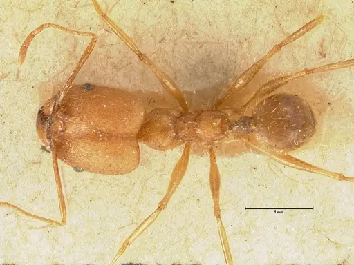 Pheidole fiorii - FOCOL1428
