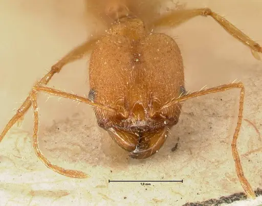 Pheidole fiorii - FOCOL1428