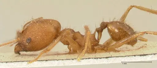 Pheidole fiorii - FOCOL1428