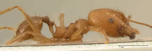 Pheidole fiorii - FOCOL1428