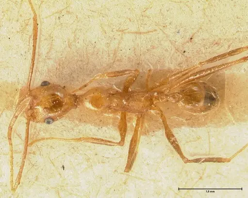 Pheidole fiorii - FOCOL1429