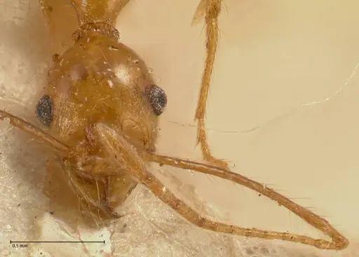 Pheidole fiorii - FOCOL1429