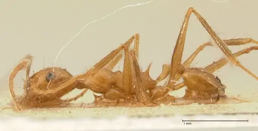 Pheidole fiorii - FOCOL1429