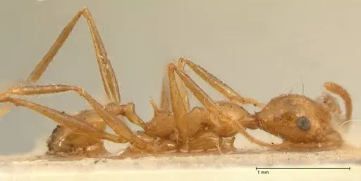 Pheidole fiorii - FOCOL1429
