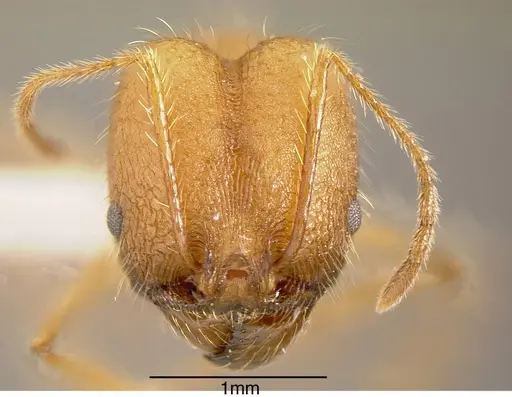 Pheidole fiorii - INBIOCRI002279397