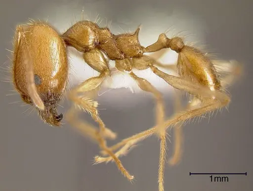 Pheidole fiorii - INBIOCRI002279397