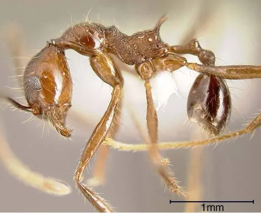 Pheidole fiorii - INBIOCRI002279401