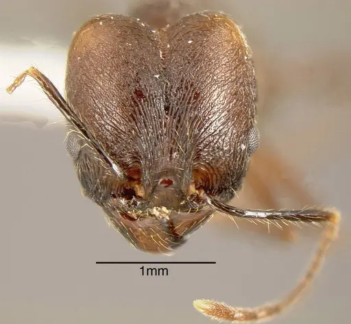 Pheidole fiorii - INBIOCRI002279404