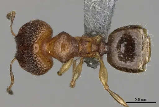 Pheidole fisaka specimen
