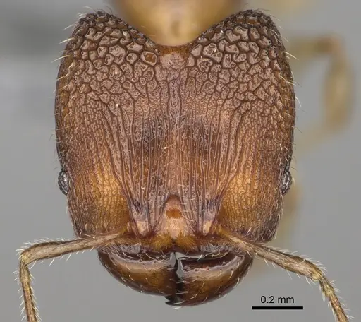 Pheidole fisaka specimen