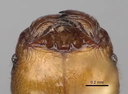 Pheidole fisaka specimen