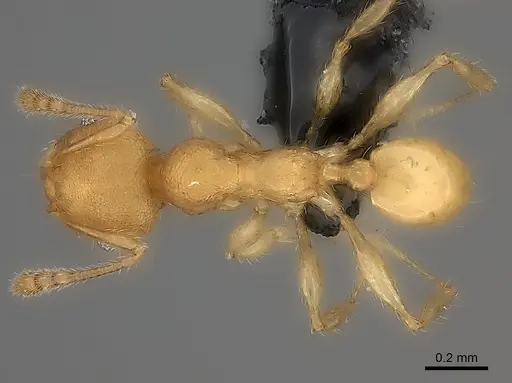 Pheidole fitarata specimen