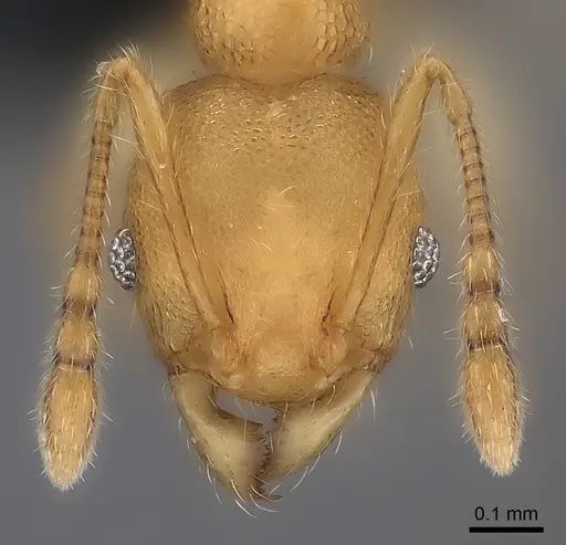 Pheidole fitarata specimen