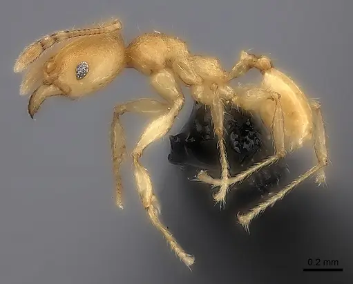 Pheidole fitarata specimen