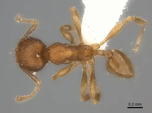 Pheidole fitarata - CASENT0406586