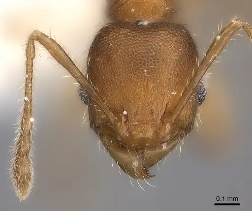 Pheidole fitarata - CASENT0406586