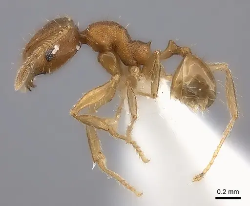 Pheidole fitarata - CASENT0406586