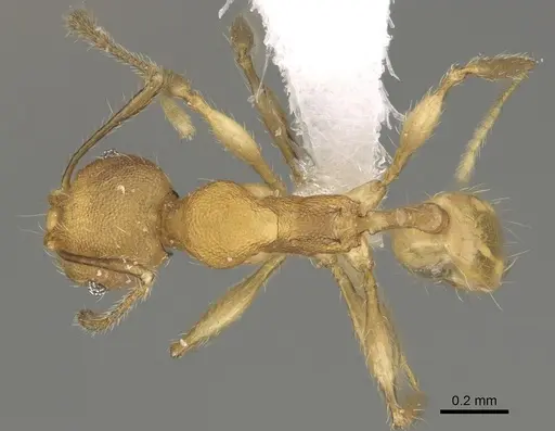 Pheidole fitarata - CASENT0420025