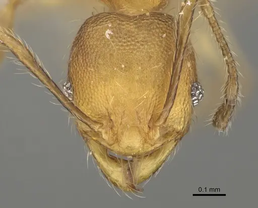 Pheidole fitarata - CASENT0420025