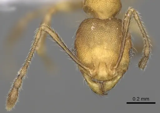 Pheidole fitarata - CASENT0420025