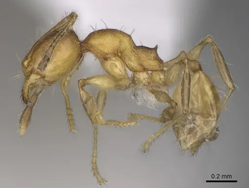 Pheidole fitarata - CASENT0420025