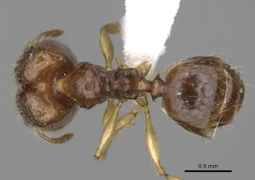 Pheidole fitarata - CASENT0420028