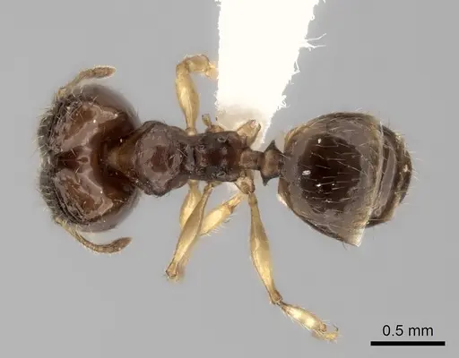 Pheidole fitarata - CASENT0420028