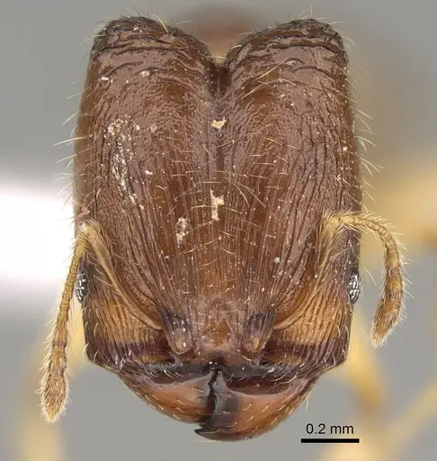 Pheidole fitarata - CASENT0420028