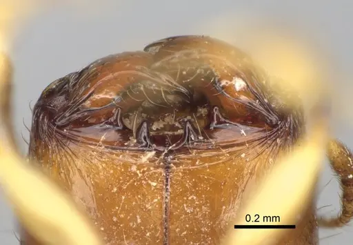 Pheidole fitarata - CASENT0420028