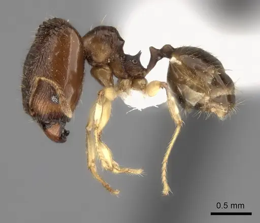 Pheidole fitarata - CASENT0420028