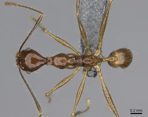 Pheidole flammea specimen