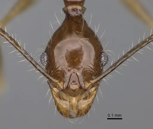 Pheidole flammea specimen