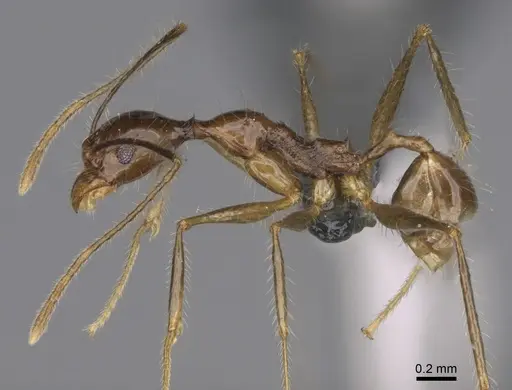 Pheidole flammea specimen