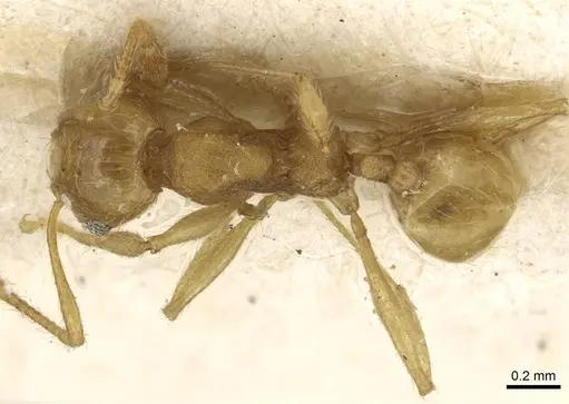 Pheidole flavida specimen