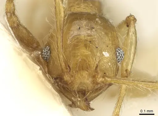 Pheidole flavida specimen