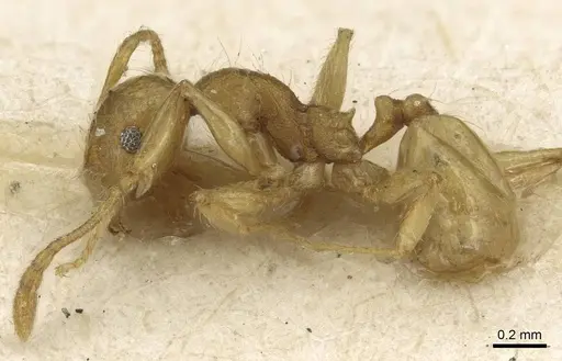 Pheidole flavida specimen