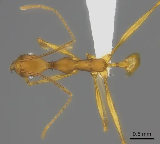 Pheidole flavodepressa specimen