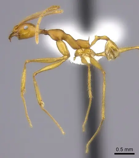 Pheidole flavodepressa specimen