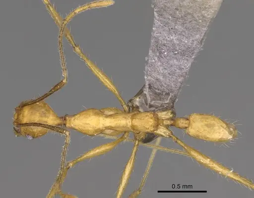 Pheidole flavodepressa - CASENT0230800