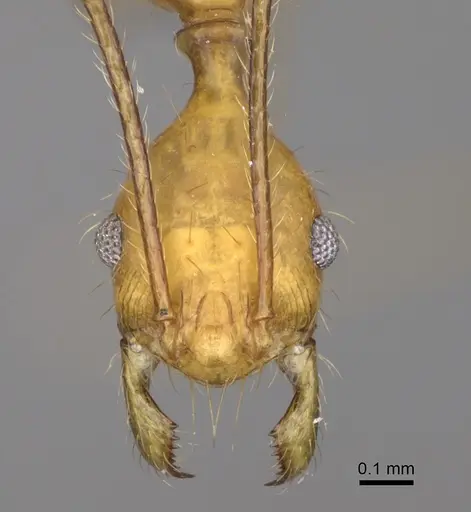 Pheidole flavodepressa - CASENT0230800