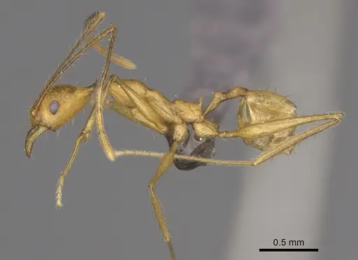 Pheidole flavodepressa - CASENT0230800