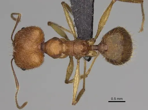Pheidole flavodepressa - CASENT0243625